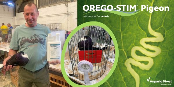 Testimonial: Pigeon fancier Adrian Knaggs, tells us about his prize winning pigeon, and why he has been using Orego-Stim for 10 years.